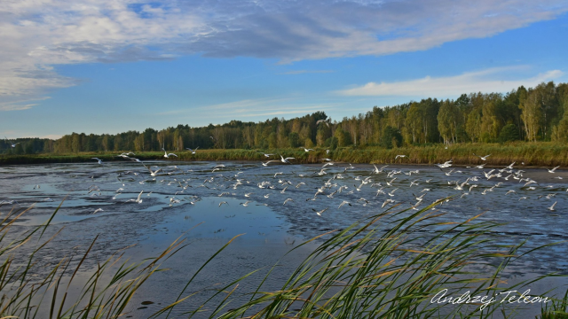 Rozliczenie PIT