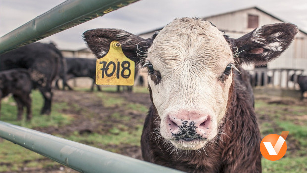Działalność rolnicza i&nbsp;podatki z&nbsp;nią związane