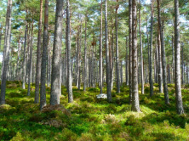Podatek leśny – ustawa, stawka, termin, kto płaci