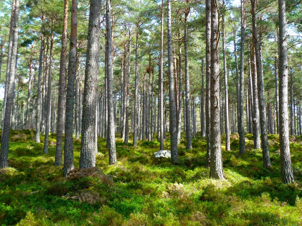 Podatek leśny – ustawa, stawka, termin, kto płaci