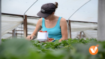 Prace sezonowe i&nbsp;rozliczenie PIT